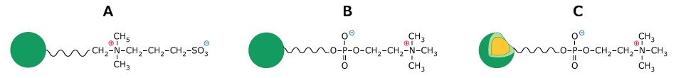 Schematic of sulfobetaine and phosphorylcholine functional groups on fully porous and superficially porous particles.