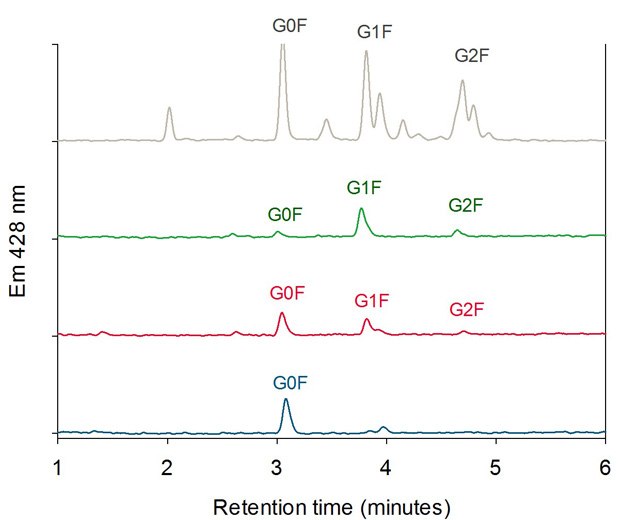 HILIC Analysis of Oligosaccharides of the three FcR Affinity Fractions (Peak 1 blue, Peak 2 red, Peak 3 green) compared with a 2-AB Labeled Biantennary Glycan Library (grey).