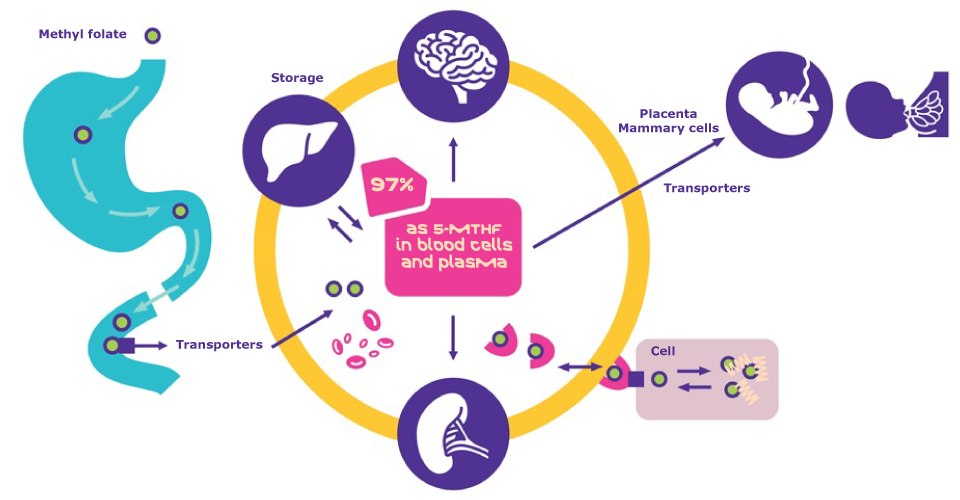 Folate during Pregnancy and Lactation | 5-MTHF is absorbed, distributed, stored and promptly utilized.