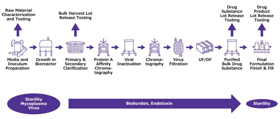 Process flow with icons showing from left, media and inoculum prep, bioreactor, clarification, chromatography, viral inactivation and filtration, UF/DF, purified drug substance and final formulation and fill finish on right side.  Characterization and testing is indicated above Media and Inoculum prep while Lot Release Testing is shown before Clarification and at Drug Substance and Drug Product. Sterility, mycoplasma and virus testing is shown under bioreactor, with bioburden and endotoxin testing throughout downstream processing. Drug Product is tested for sterility.