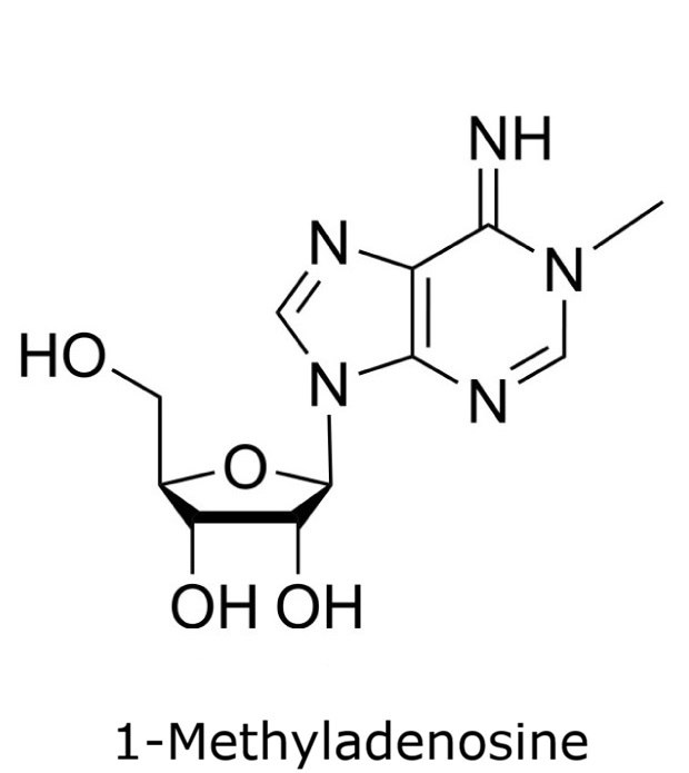 Chemical structure of 1-methyladenosine showing a methylated adenine base linked to a ribose sugar.