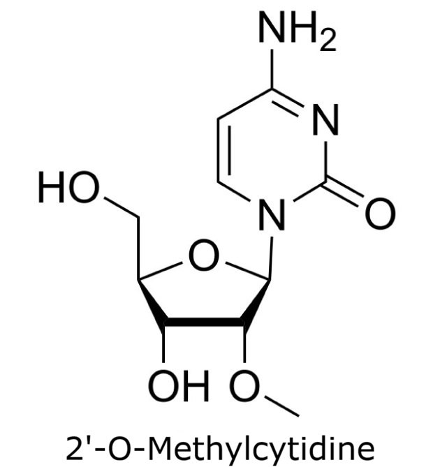 Chemical structure of 2'-O-methylcytidine showing a methyl group on the ribose 2' oxygen and a cytidine base.