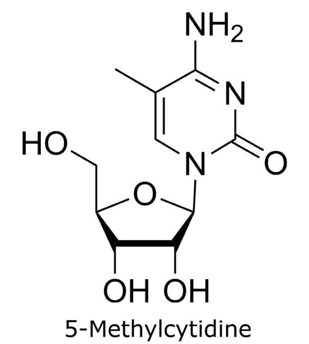 Chemical structure of 5-methylcytidine depicting a methyl substitution at position 5 on the cytidine ring with ribose sugar.