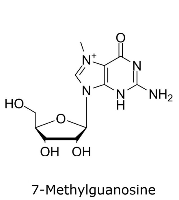 Chemical structure of 7-methylguanosine showing a methyl group at position 7 on the guanine base linked to ribose.