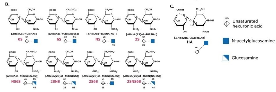 Panel B showing glycosaminoglycan disaccharides [ΔHexAα1-4GlcNAc] with variants 0S, 6S, NS, 2S, NS6S, 2SNS, 2S6S, 2SNS6S and hyaluronan disaccharide (HA); SNFG legend indicates unsaturated hexuronic acid (un), N-acetylglucosamine, and glucosamine.