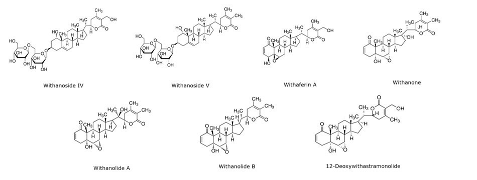 Chemical structures of seven major withanolides from ashwagandha including withanosides IV and V, withaferin A, withanone, withanolide A and B, and 12-deoxywithastramonolide.
