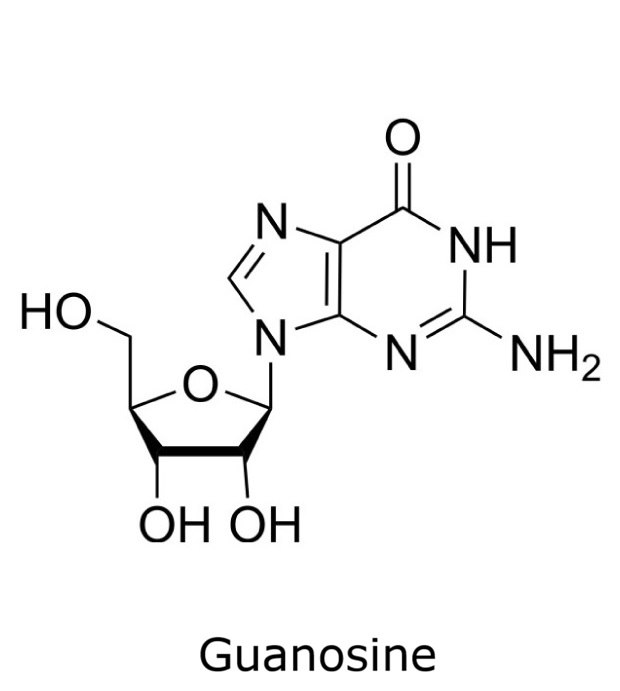 Chemical structure of guanosine showing the guanine base linked to a ribose sugar.