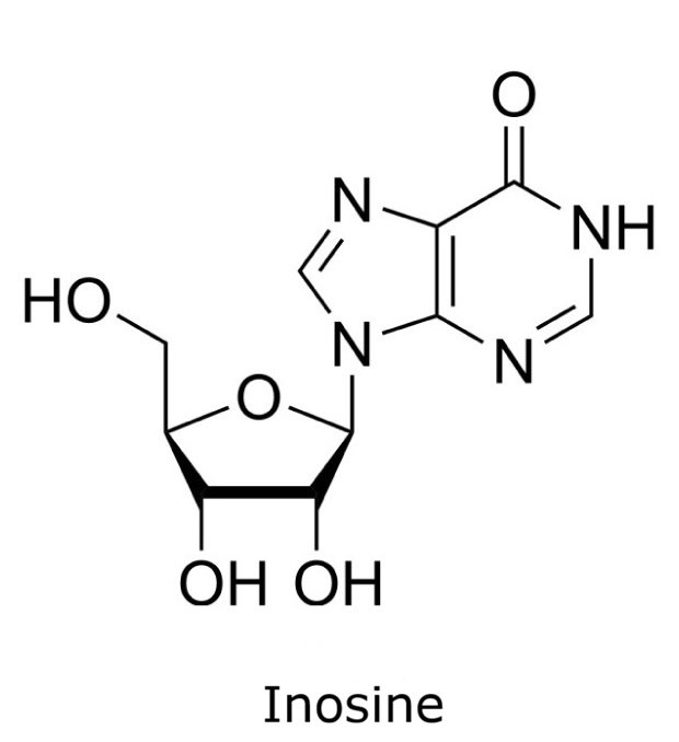 Chemical structure of inosine with a hypoxanthine base attached to a ribose sugar.