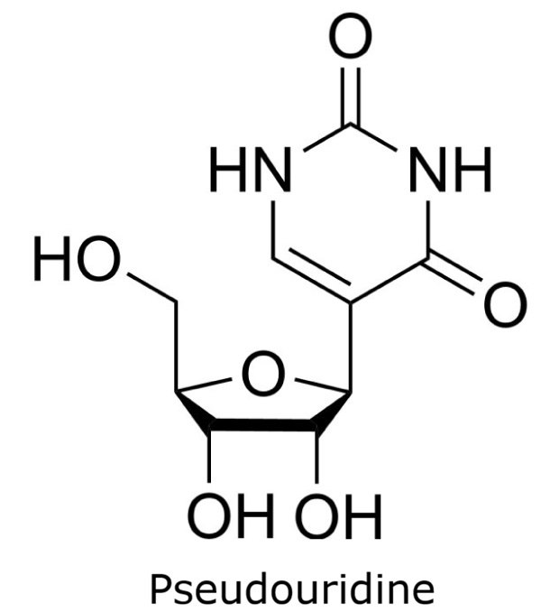 Chemical structure of pseudouridine showing a C–C glycosidic bond linking uracil to ribose.
