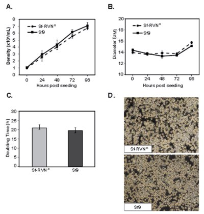 Sf-RVN® insect cell vs. Sf9 cell density, diameter, doubling time, and morphology