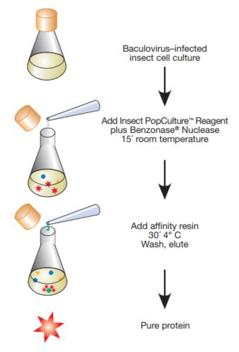 Insect PopCulture® Reagent method.