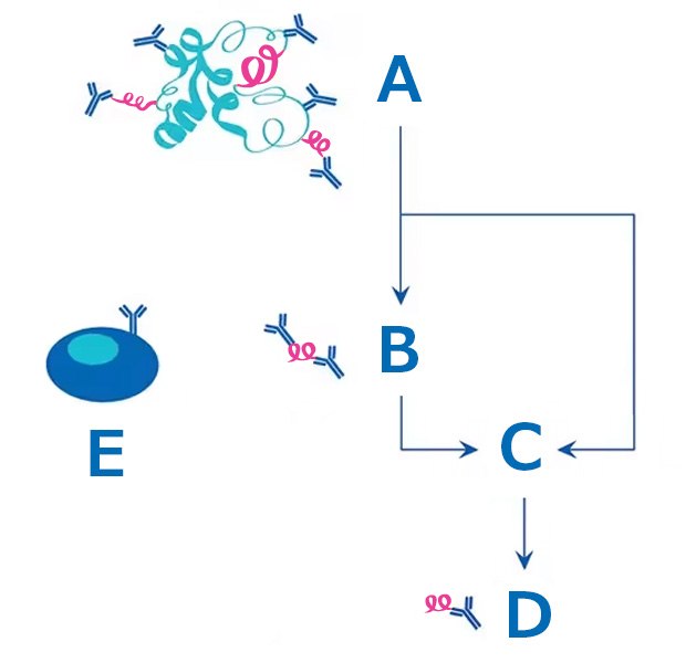 Diagram representing production of monoclonal vs polyclonal antibodies. Starting point is a large antigen immunogen that yields multiple epitope polyclonal antibodies. Arrows go in 2 paths, one goes to a small peptide immunogen with fewer, restricted epitope polyclonal antibodies while the other goes to a point that isolates and fuses B cells to the hybridoma line and screening. Another arrow goes from the small peptide immunogen to the hybridoma. From there, an arrow goes to another point representing a monoclonal antibody with one epitope. Off to the side there is a cell with an antibody on it representing that each B cell only produces antibodies to one epitope.