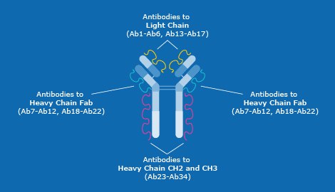 Distribution of the 34 antibodies in the Antibody Array