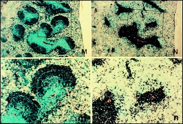 Frozen section of mouse spleen stained for B cells using Goat Anti-Mouse IgM-Biotin Conjugate (Cat. No. B9265). Visualized using ExtrAvidin ® -Peroxidase (Cat. No. E2886), DAB and nickel chloride, then counterstained with methyl green. 100X shows germinal center formation [From W. Lee, Finch University of Health Science, Chicago Medical School, Department of Microbiology and Immunology, N. Chicago, IL.]