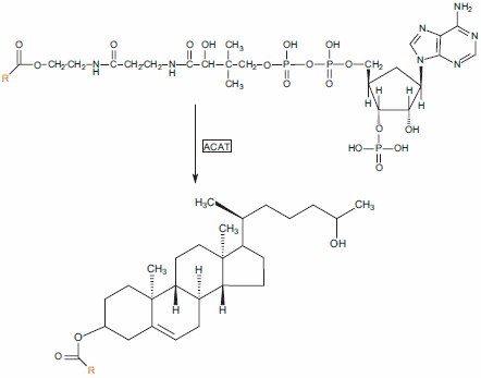 胆固醇酰基转移酶2（ACAT2）存在于肝脏和肠道中，并利用酰基辅酶A作为酰基链的来源。