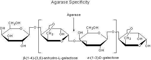 Agarase Specificity