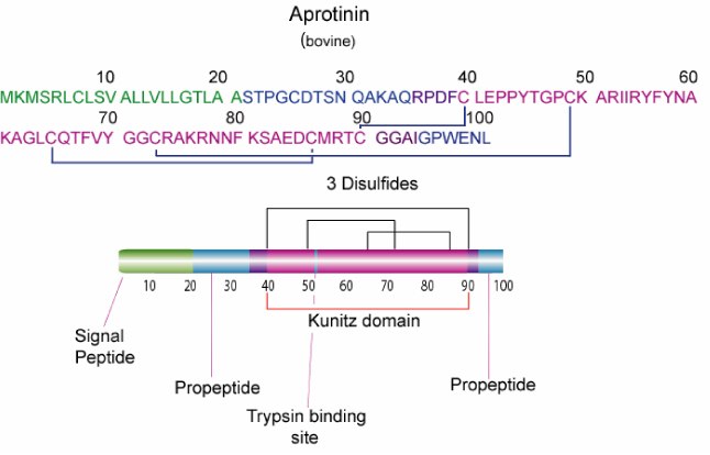 Aprotinin is a single peptide chain with three disulfide bonds