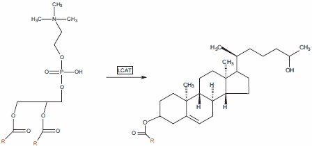 卵磷脂：胆固醇酰基转移酶（LCAT）存在于外周组织中，并利用磷脂酰胆碱作为酰基链的来源