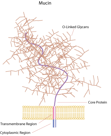 Mucins are a diverse family of densely glycosylated proteins. Mucin domains within the protein core are rich in threonine, serine and hydroxyproline enabling post-translational O-glycosylation.