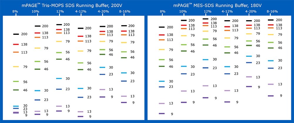 Selection of MES (left image) vs. MOPS (right image) running buffer for mPAGE™ protein gel electrophoresis.