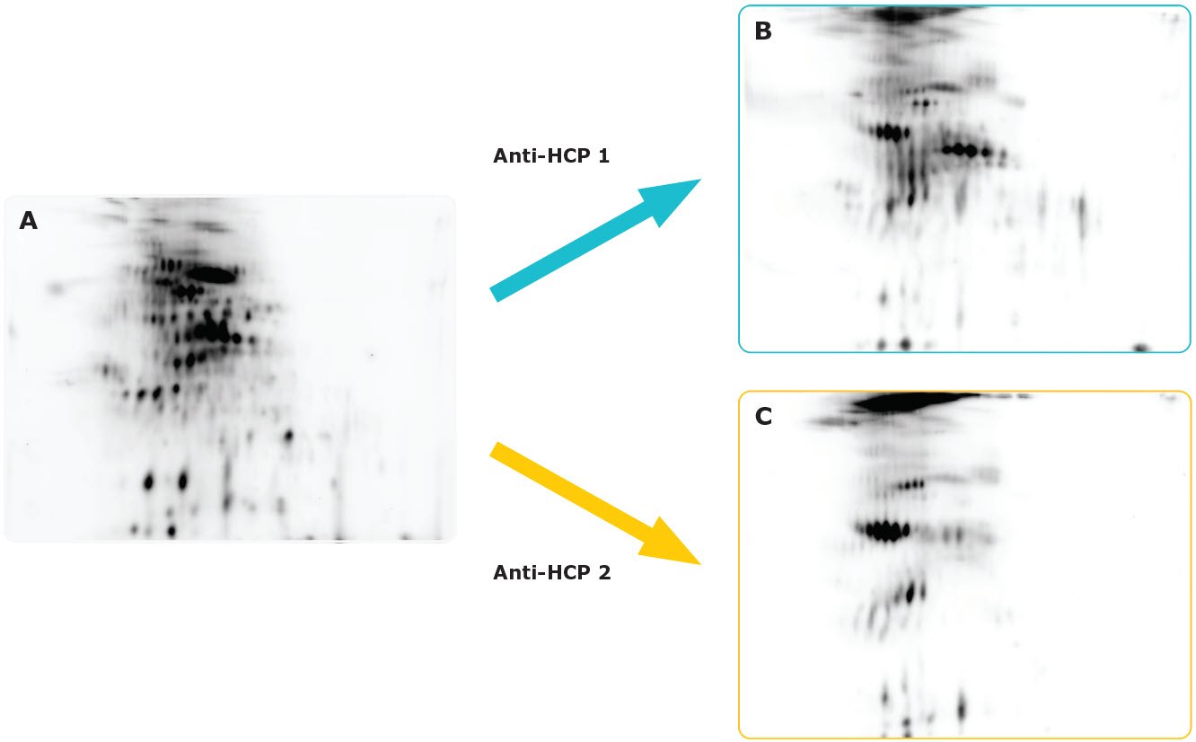 Anti-HCP Antibody Validation Using the Auto2D® System.