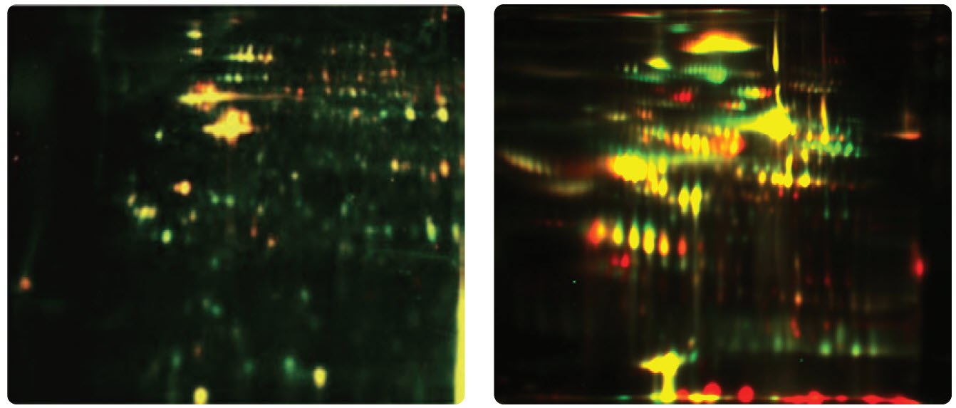 Differential Protein Expression in Cells and Plasma Samples