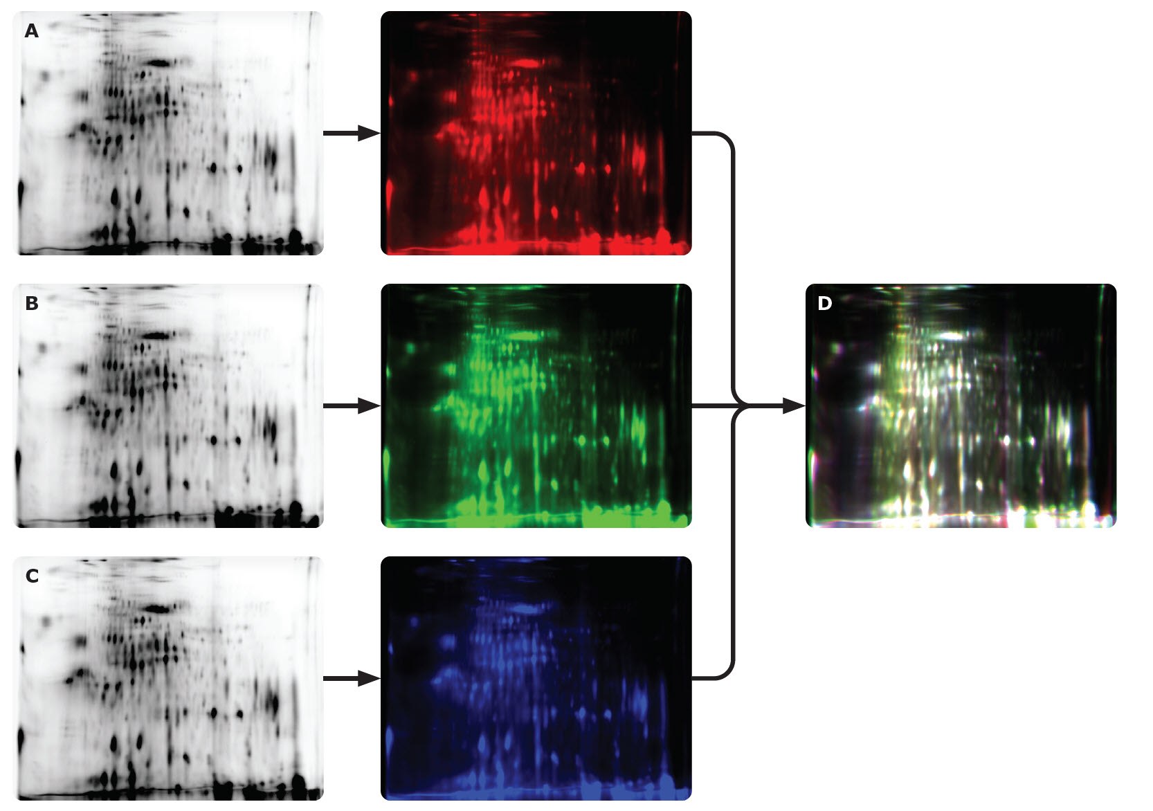 High Reproducibility of Auto2D System