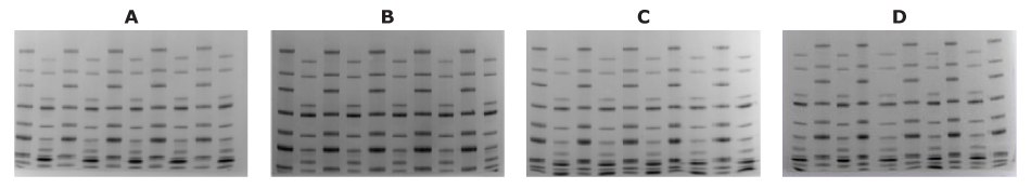 mPAGE® Lux 试剂保质期评估表明，其稳定性可达 12 个月。