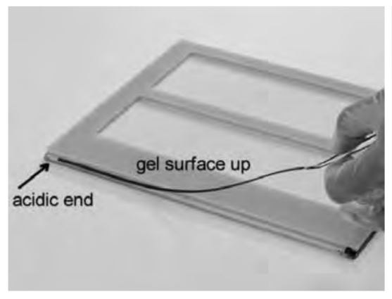 Applying Equilibrated Immobiline® DryStrip Gels to SDS Gels Positioning an equilibrated Immobiline® DryStrip gel on the DALT Precast Gel Cassette
