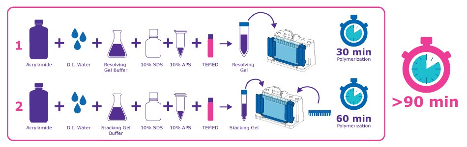 用于 SDS-PAGE 凝胶的传统手工浇注工作流程信息图，显示扩展步骤和 90 分钟或更长的聚合时间