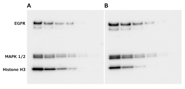 Western blot images show 3 rows from top to bottom for EGFR, MAPK 1/2, and Histone H3. Left side is without TCE activation method and right side is with TCE activation. Similar sensitivity is shown between the 2 Western blots.