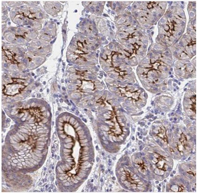 Immunohistochemical staining of human stomach with anti-SSTR1 polyclonal antibody (Cat. No. HPA031506) shows moderate to strong positivity in luminal membrane in glandular cells, in brown.