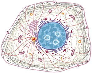 Human protein atlas interactive cell image.