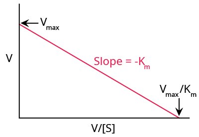 An example of a typical Eadie-Hofstee plot. Y axis is V and x axis is V divided by the concentration of S. Downward sloping straight line with a slope of -Km. Vmax is where the line meets the y axis and Vmax divided by Km is where the line meets the x axis.