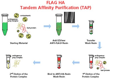 FLAG HA Tandem affinity purification (TAP)