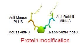 Protein Modification