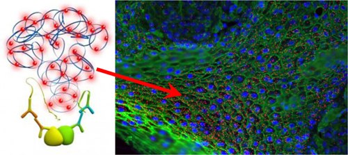 Protein Localization