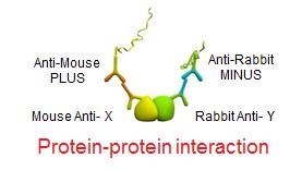 Protein-Protein Interaction