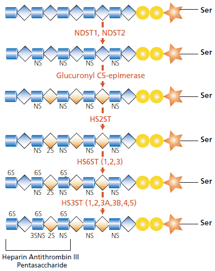 The modification of the heparan core is caused by a cascade of enzymes