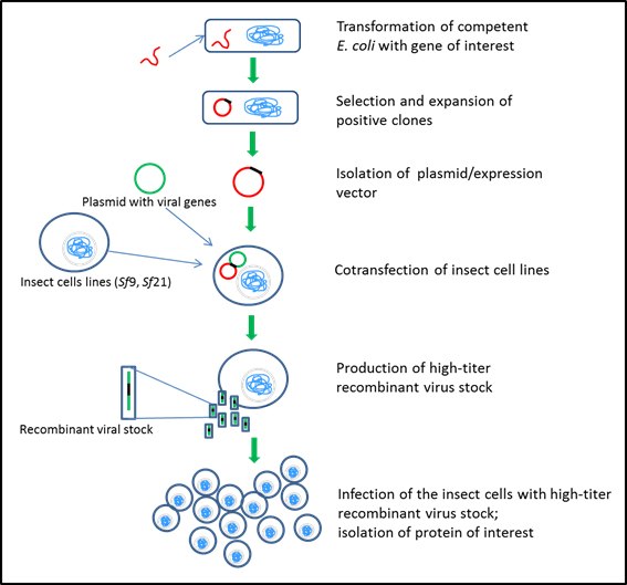 Insect cell expression systems