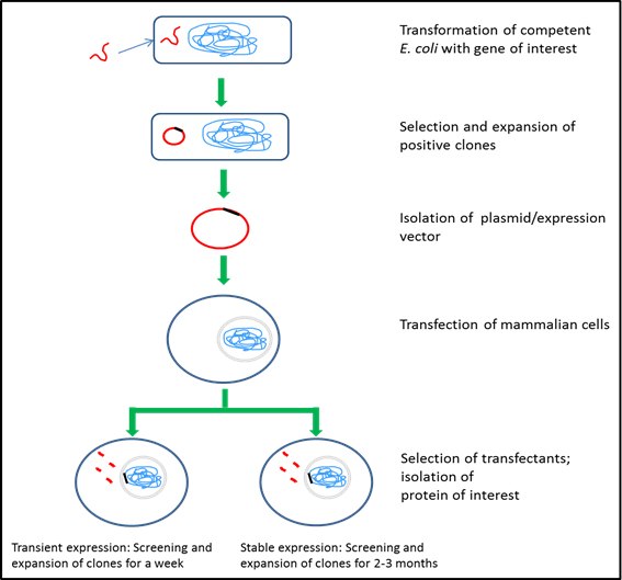 Mammalian cell expression systems