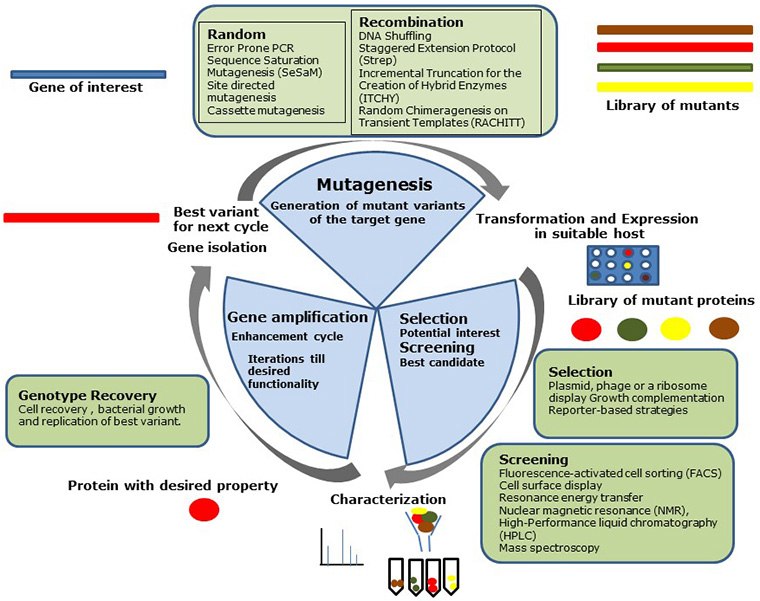 Figure 1: Steps in the directed evolution cycle