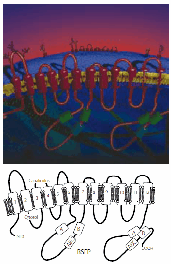 The bile salt export pump