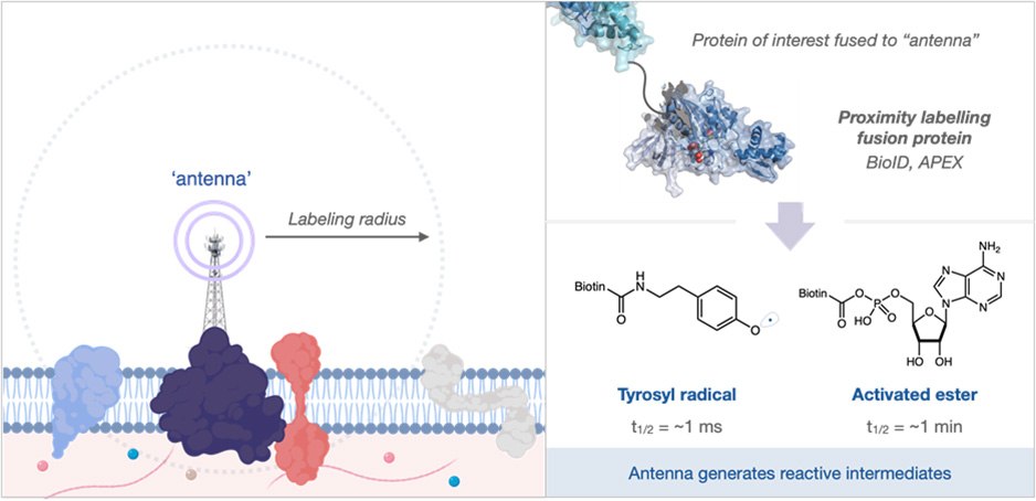 Proximity Labeling Proteomics 