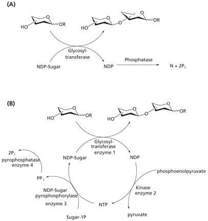 Methods for avoiding enzyme inhibition in glycosyltransferase-catalyzed synthesis