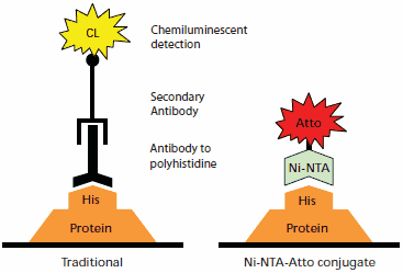 传统抗体化学发光免疫检测（左）与 Ni-NTA-Atto 结合物检测（右）的蛋白检测比较。