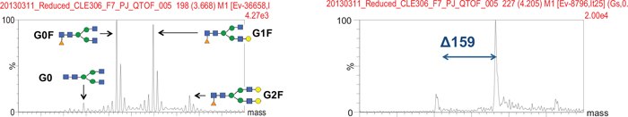 Deconvoluted MS spectra of Code H HC and LC.