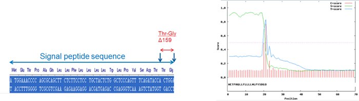 Engineering of Signal Peptide for Correct Processing