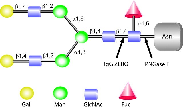 IgGZERO和PNGase F 的切割位点