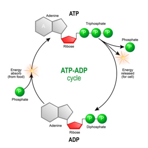 Phosphorylation - ATP-ADP Cycle Diagram